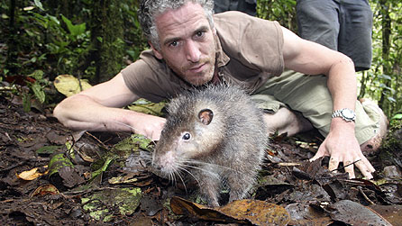 a giant rat - bosavi woolly rat