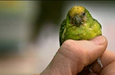 world's smallest parrot